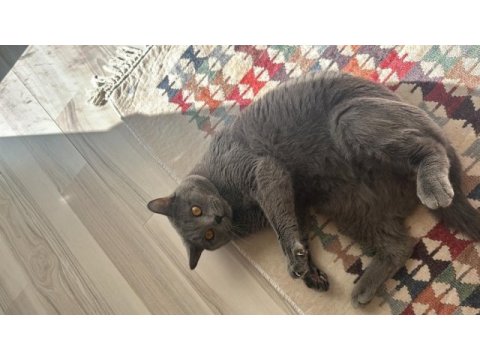 3 yaşında erkek british shorthair