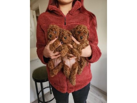 Poodle köpekler