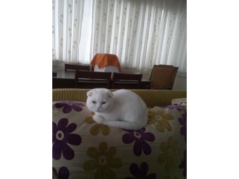 Yakışıklı british shorthair oğlumuz