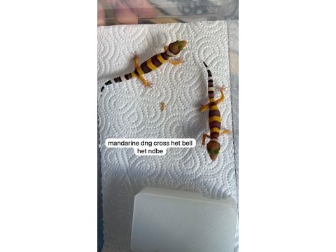 Yavru leopar gecko