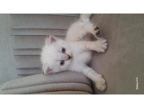 British shorthair karma