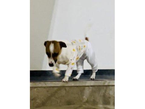 Jack russell 2 yaşında dişi