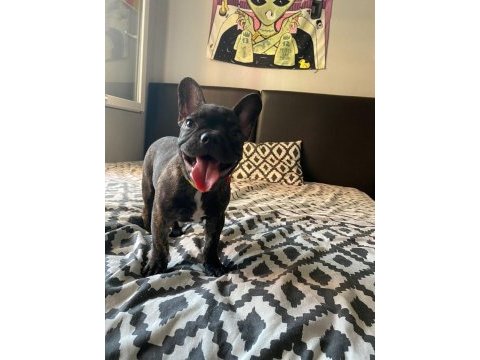 French bulldog 4 aylık yavrular