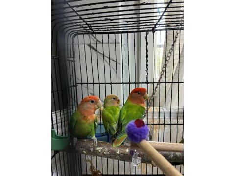 Özel bakımlı ev kuşları