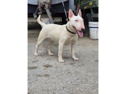 A class şecere dişi bull terrier