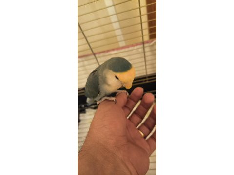 2 yaşında parmağa alışkın uysal kuşumuz