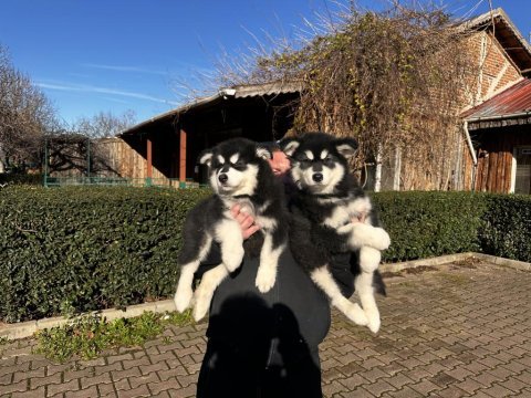 Alaska malamut köpek yavrularımız