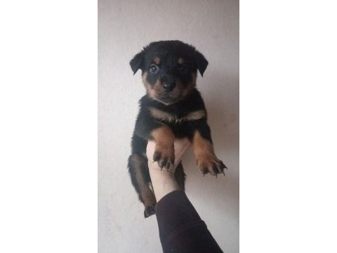 Rottweiler yavrular