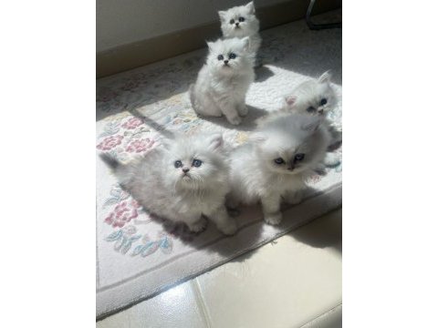British longhair silver dişi kedimiz