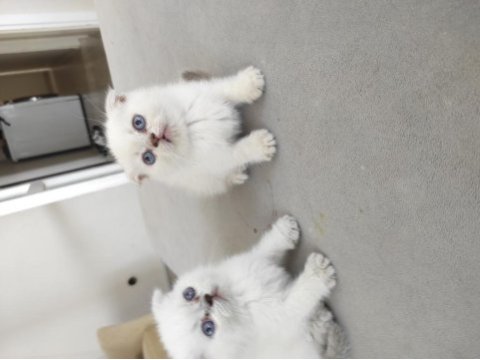 Beyaz mavi göz scottish fold