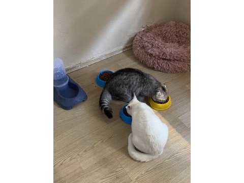 Yavru scottish fold
