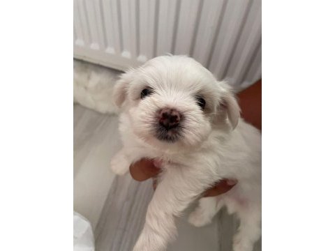 Kore kan maltese terrier yavrular