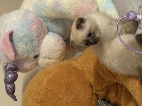 Blue point scottish fold erkek yavrumuz