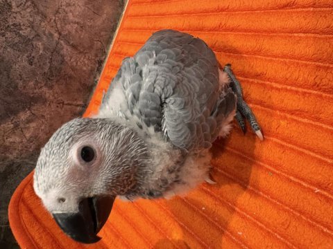 Güzel gözlüm bebek jako papağanı