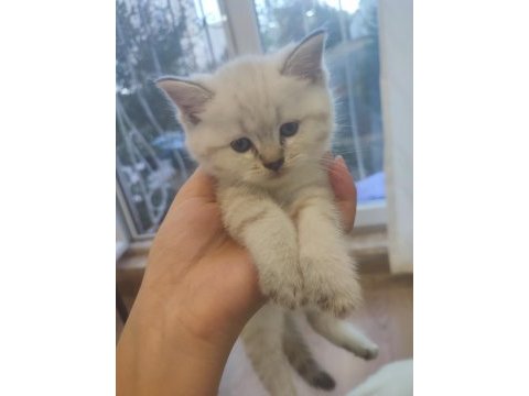 Bembeyaz ve blue point scottish fold 1.5 aylık bebekler