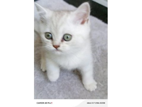 British shorthair dişi yavru