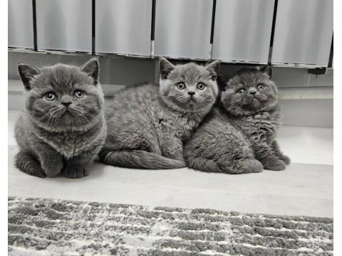Safkan scottish fold yavrularım