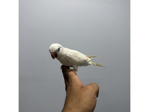 Albino monk papağanı kırmızı göz
