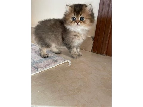 British golden longhair