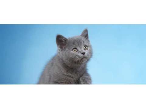 Sağlıklı sevecen orjinal british shorthair