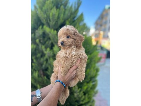 Poodle yavrumuz
