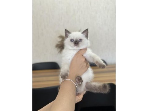 Chocalate  point british shorthair yavrum