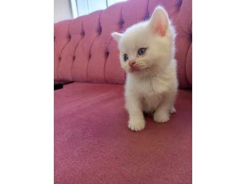 British longhair 45 günlük kedimiz