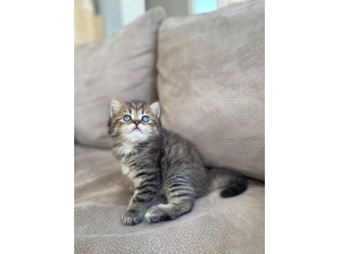 British shorthair kardeşler