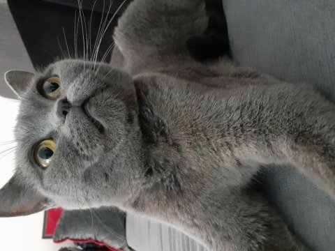 3 yaşında kısır british shorthair