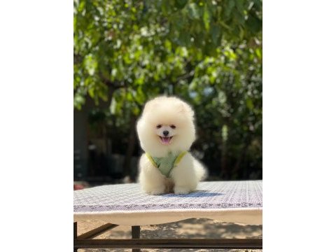 Evlerinize getirecek pomeranian boo yavrularımız hazır