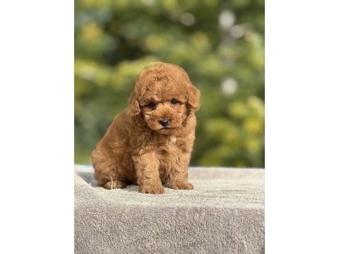 Baby face poodle yavrularımız