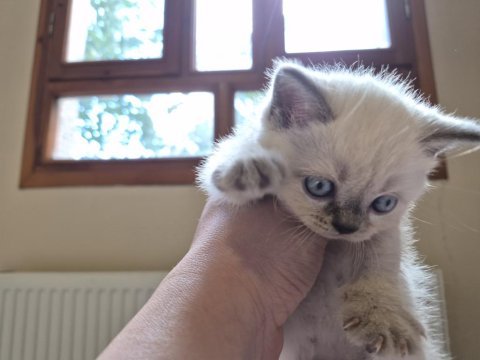 Blue poınt kedimiz sahıplendırılecektır