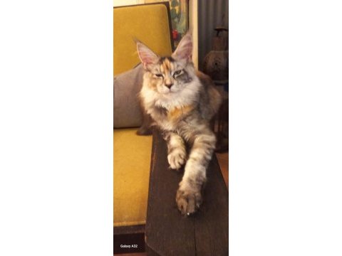Hangi yavru maine coon sizin olsun?