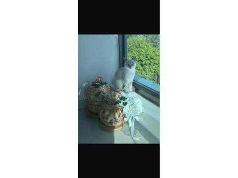 8 aylık dişi british shorthair