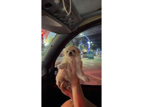 Pomeranian spitz 