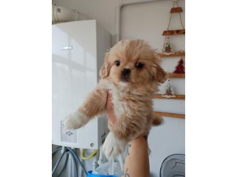Minicik pekinez bebek köpekler