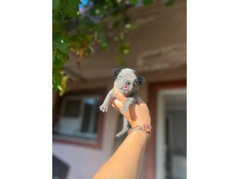 French bulldog mavişlerimi görmeye ne dersiniz