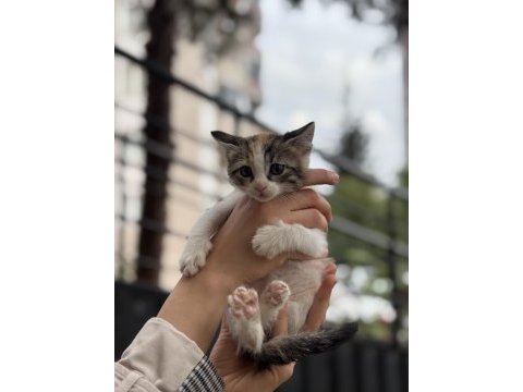 2 aylık dişi yavru kedimiz