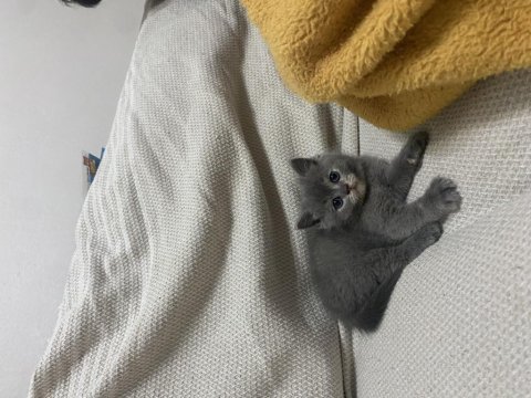 British shorthair gri