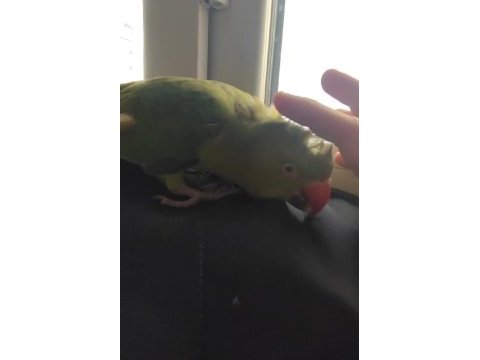 Erkek full evcil pakistan papağanı