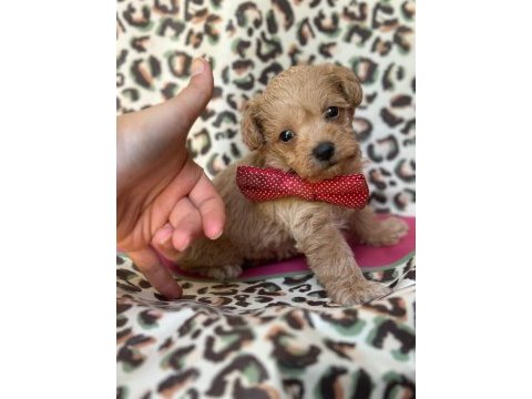Toy maltipoo bebekler