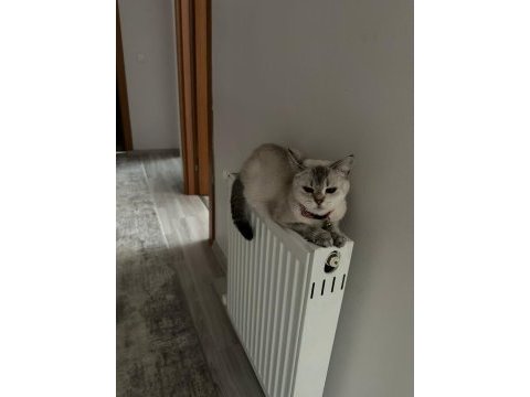 Burmilla cinsi kedimiz aşılı ve bakımlı