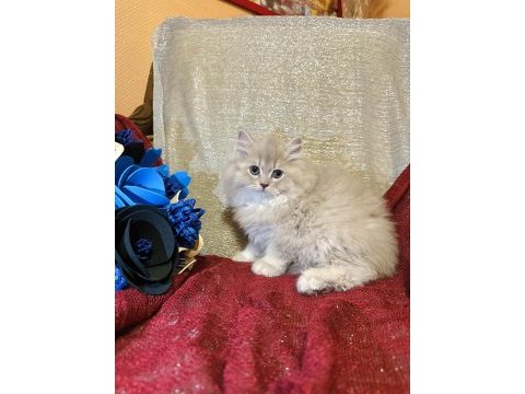 Sütten kesilen safkan british longhair bebekler