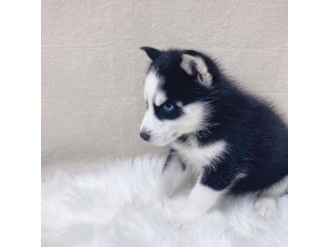 Husky sibirya yavruları