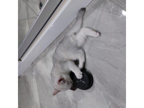 British shorthair 45 günlük yavrular ve şecereli anne