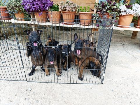 Belçika malinois dişi ve erkek mevcut
