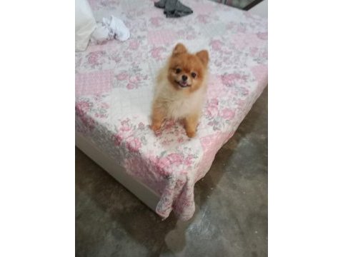 Pomeranian boo çifti
