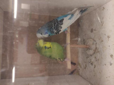 Şov jumbo tepeli muhabbet kuşu