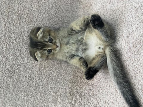 Saf ırk anneden secereli yavrumuz scottish fold