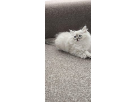 Yün yumağı çok tatlı chinchilla yavrular